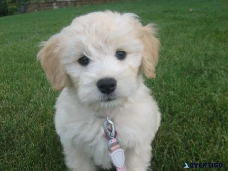 Ready now goldendoodle standard