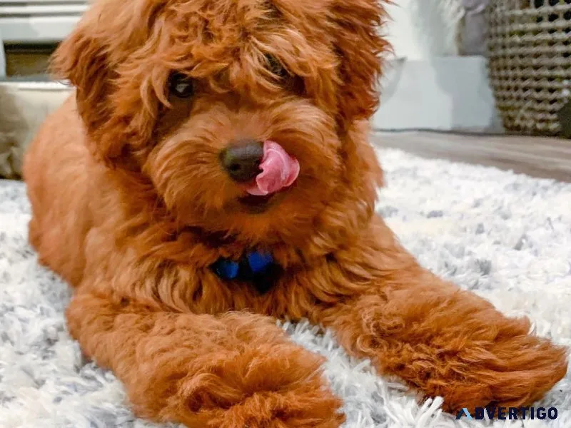 Miniature goldendoodle - health tested