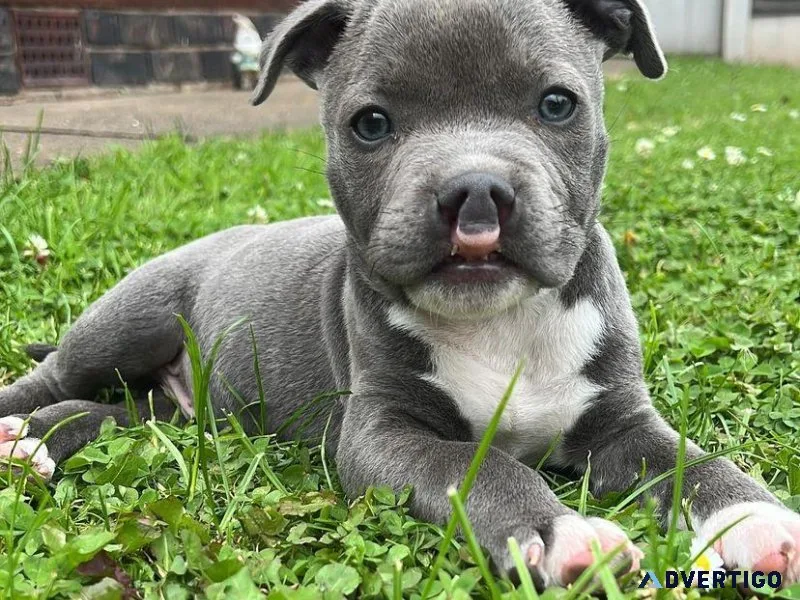 Teacup french bulldogs for sale