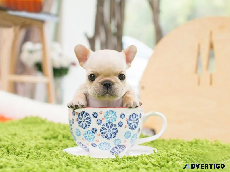 Miniature french bulldog puppies available