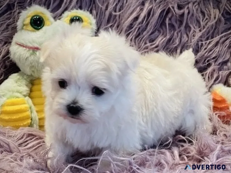 Two teacup maltese puppies needs a new family