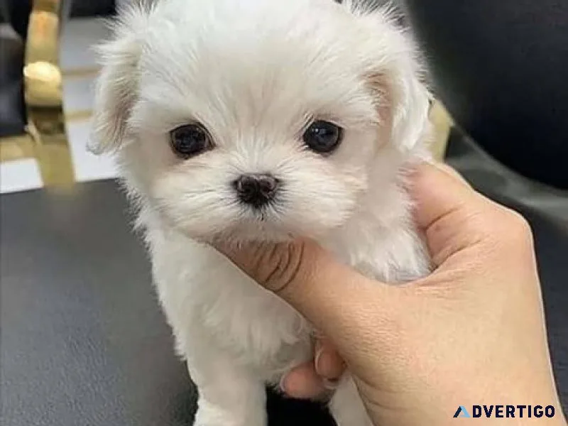 Nice and healthy maltese puppies available
