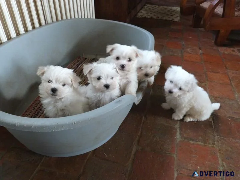 Two top class maltese puppies available