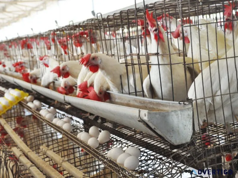 Egg wholesale price in namakkal | sriselvalakhmi feeds and farms