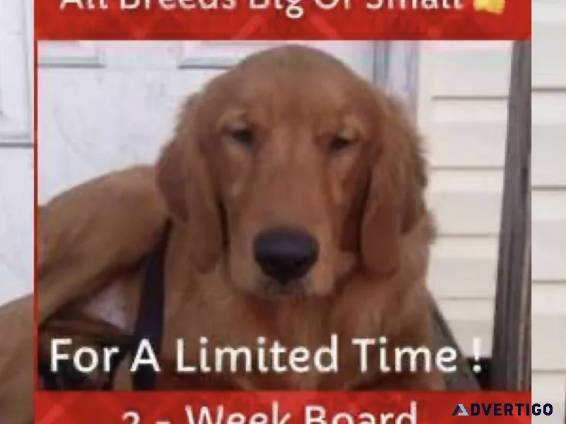 Dogs control obedience all