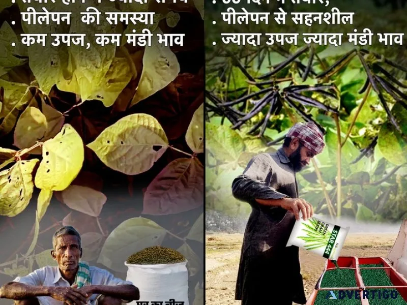 Buy online star 444 mung dal seeds in india - star agri seeds