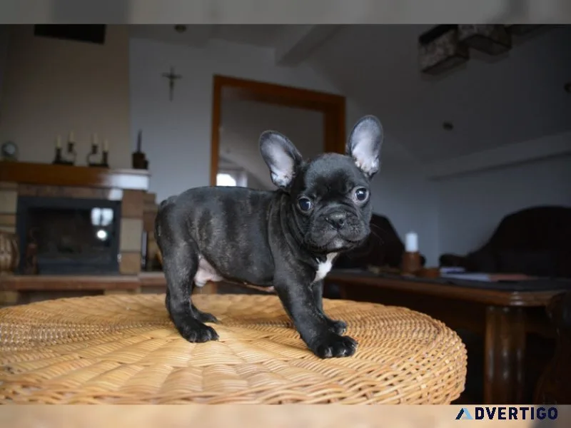 Französische bulldog welpen mit papieren mini