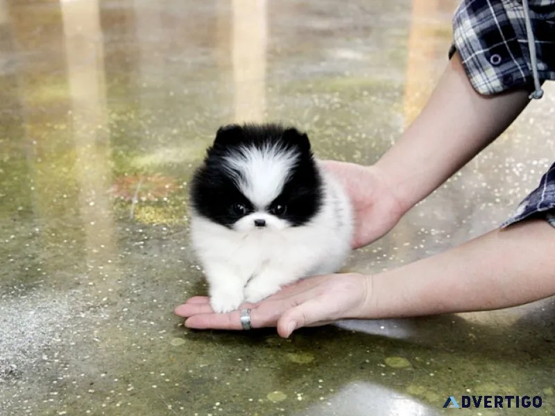 Zuckersüsse pomeranian welpen abzugeben