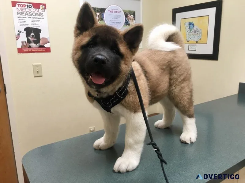 Healthy male and female american akita puppies available