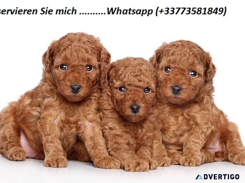 Cavapoo puppies for sale reserve me whatsapp (+33773581849)