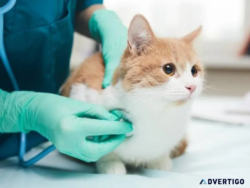 24 hour vet clinic singapore