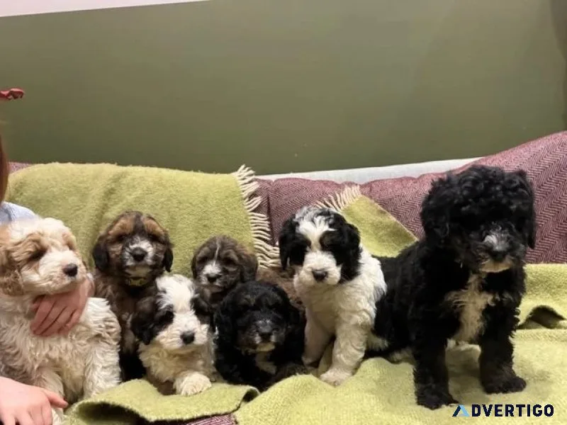 Bernerdoodle pups ready to go