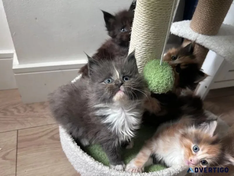 Free kittens