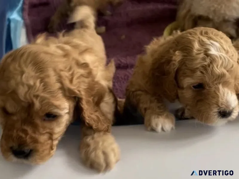 Cavapoo pups