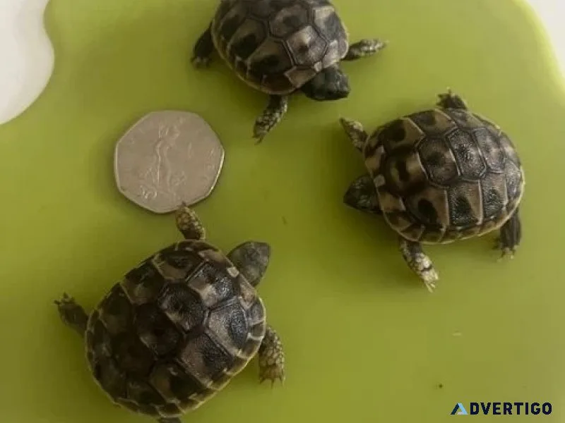 Turtles for sale