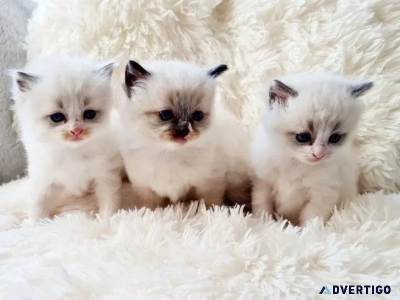 Stunning ragdoll kittens for sale