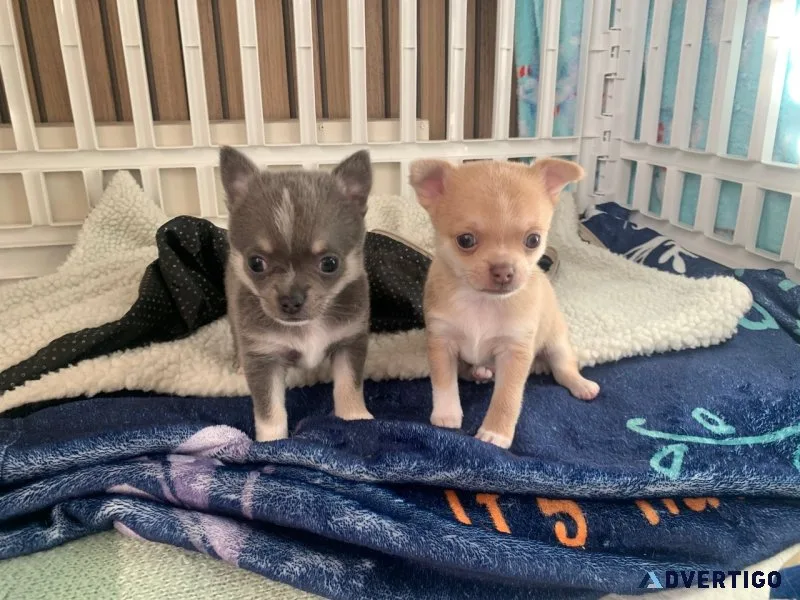 Tiny chihuahua boys and girls