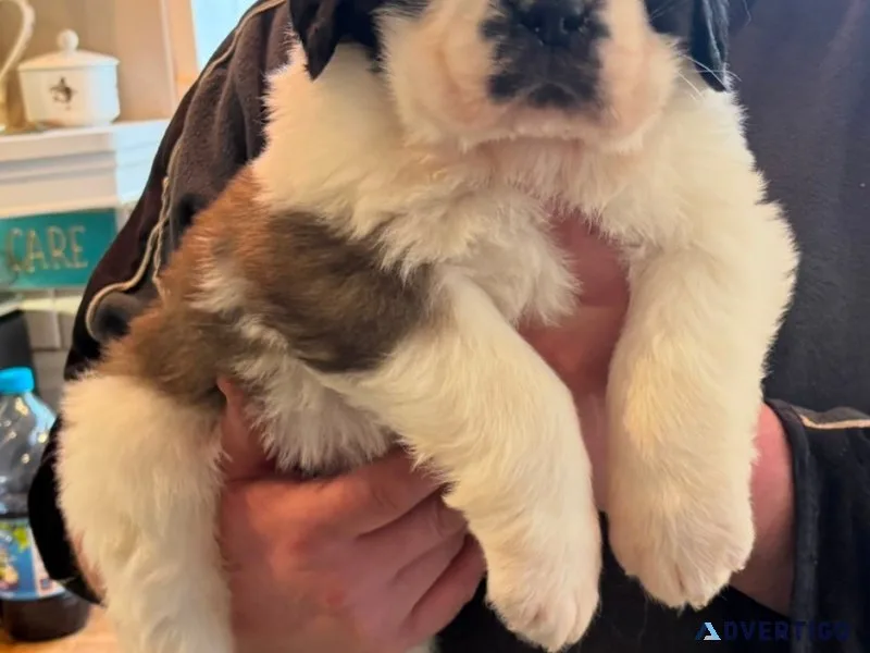Purebred saint bernards