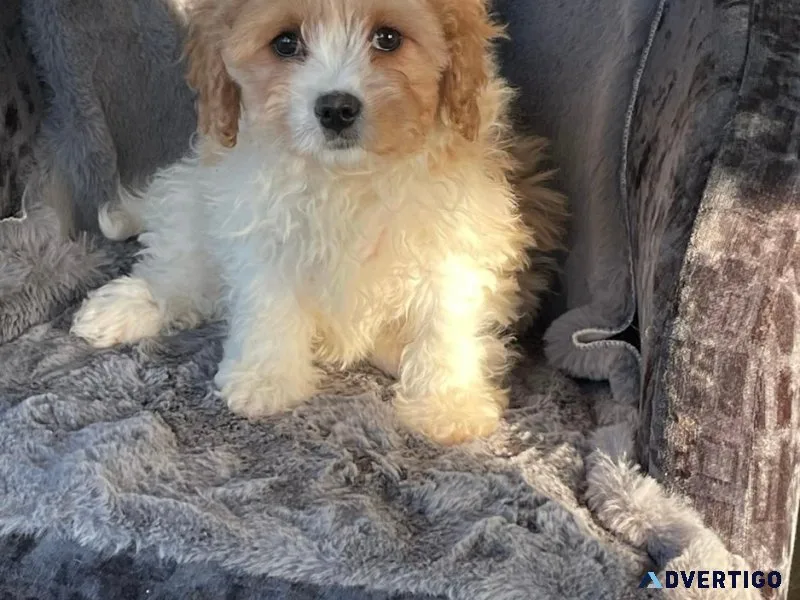 Cavachon pups for sale