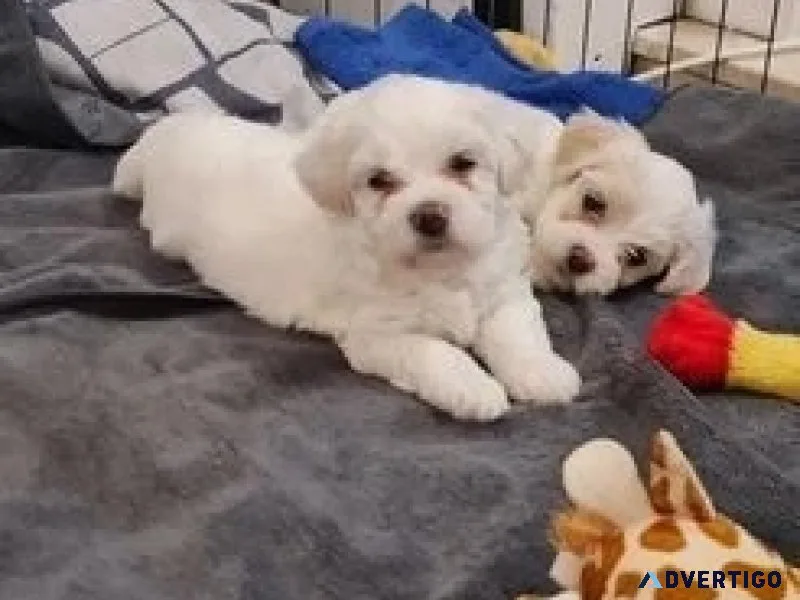 M/f bichon frise pups