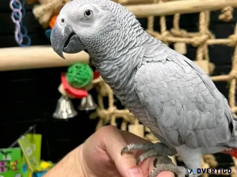 Excellent african grey parrots available now