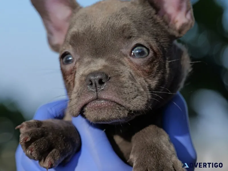 Blue french bulldog puppies for sale in india – healthy puppy