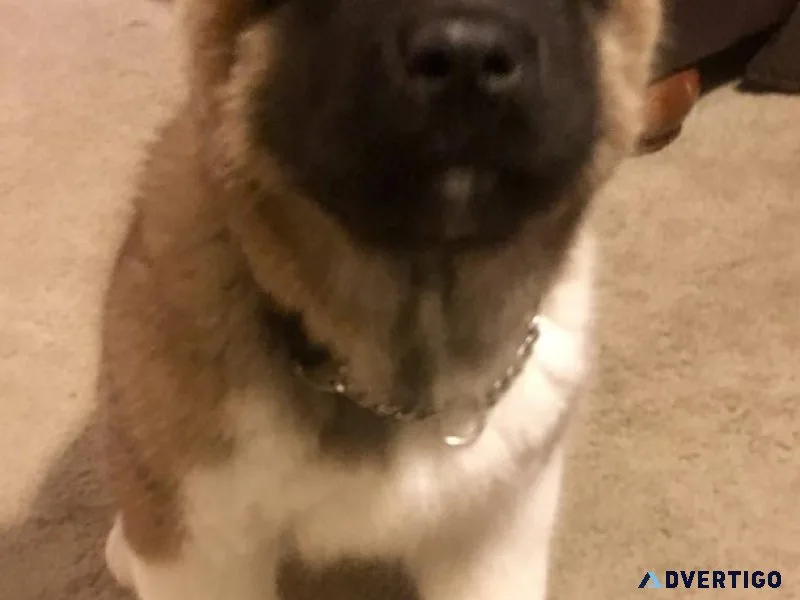 Akc registered american akita puppies