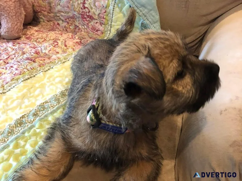 Cute cairn terrier puppies available