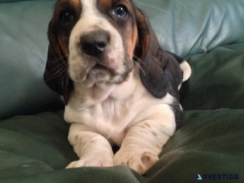 Cute basset hound puppies searching for lovely homes