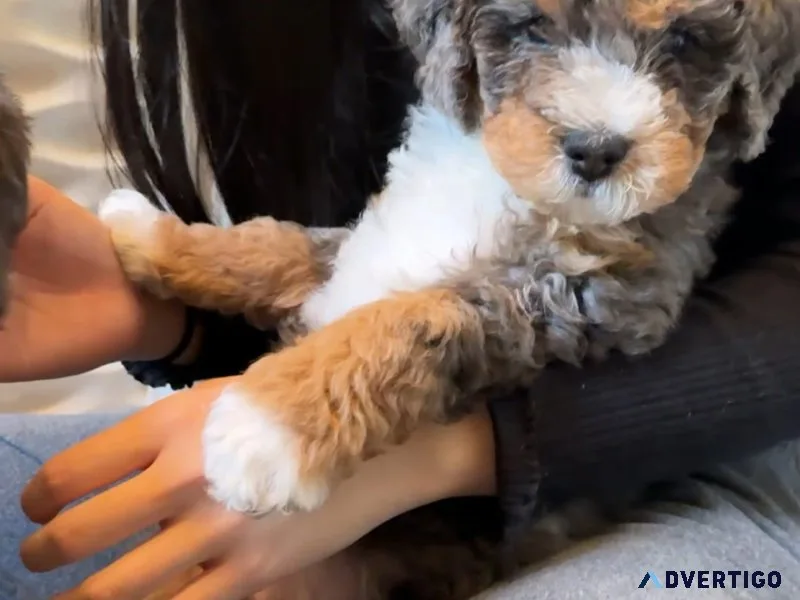 Charming aussiedoodle puppies