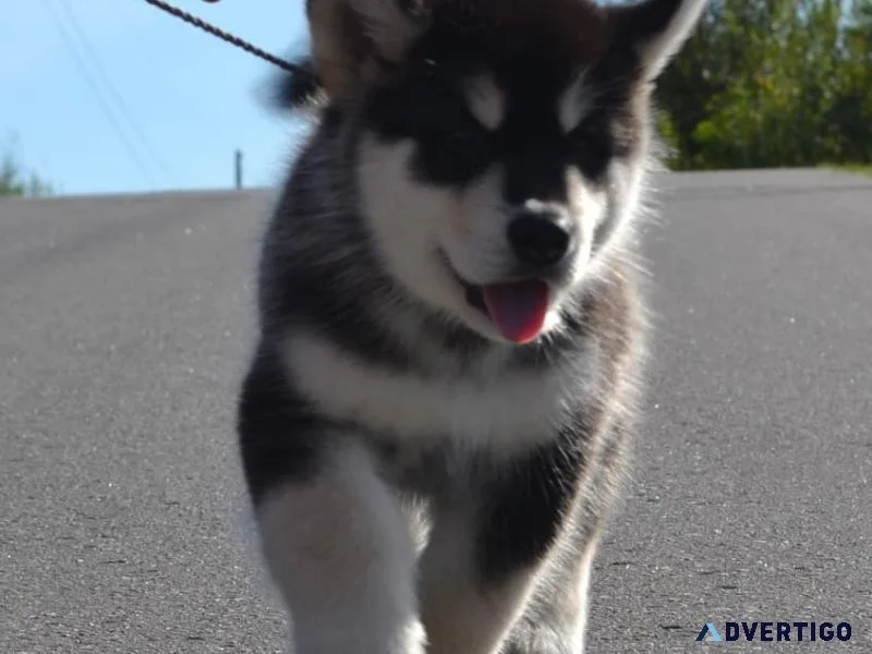 Obedient alaskan malamute puppies available