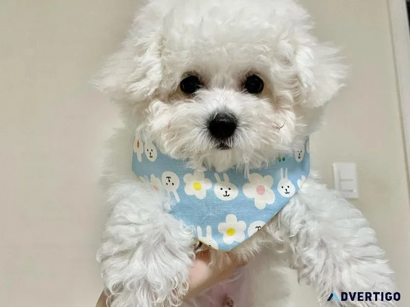 Lovely bichon frise puppies