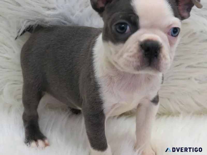 Healthy boston terrier puppies available