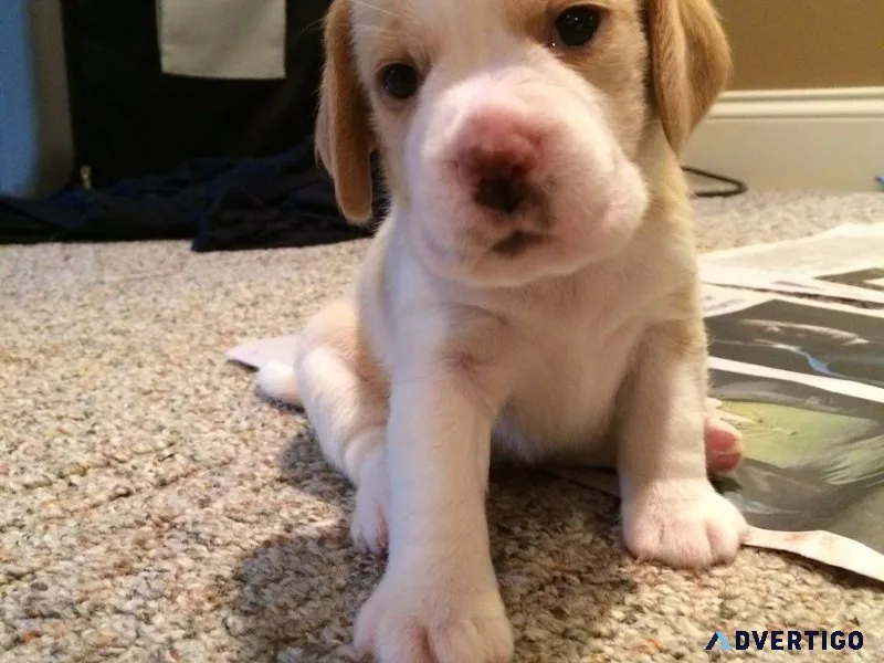 Adorable beagle puppies