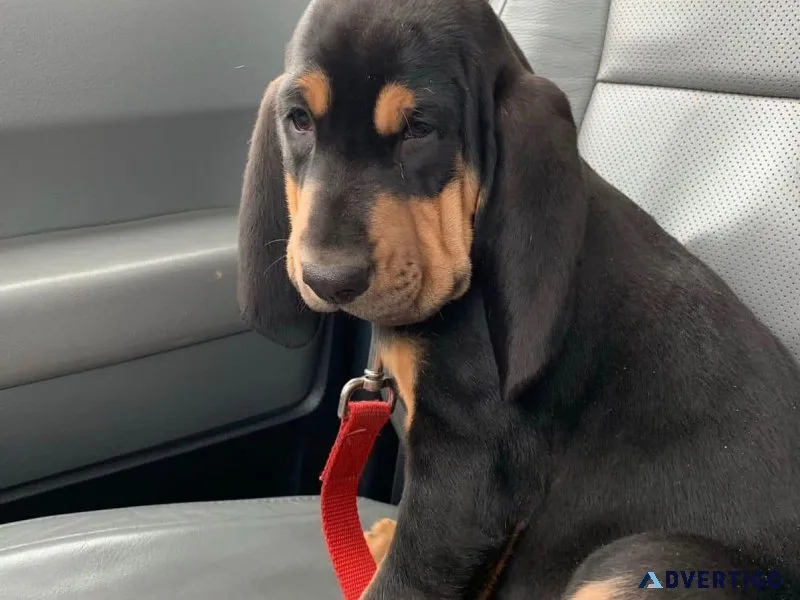 Akc registered bloodhound puppies