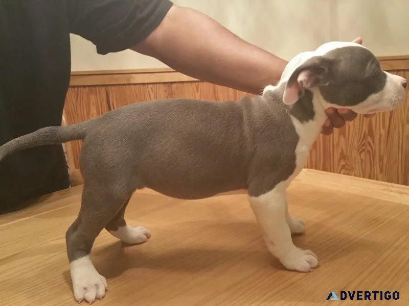 Potty trained american pitbull terrier puppies ready for a new h