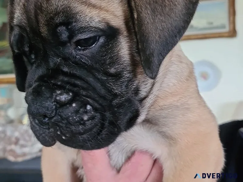 Top quality bullmastiff puppies available now