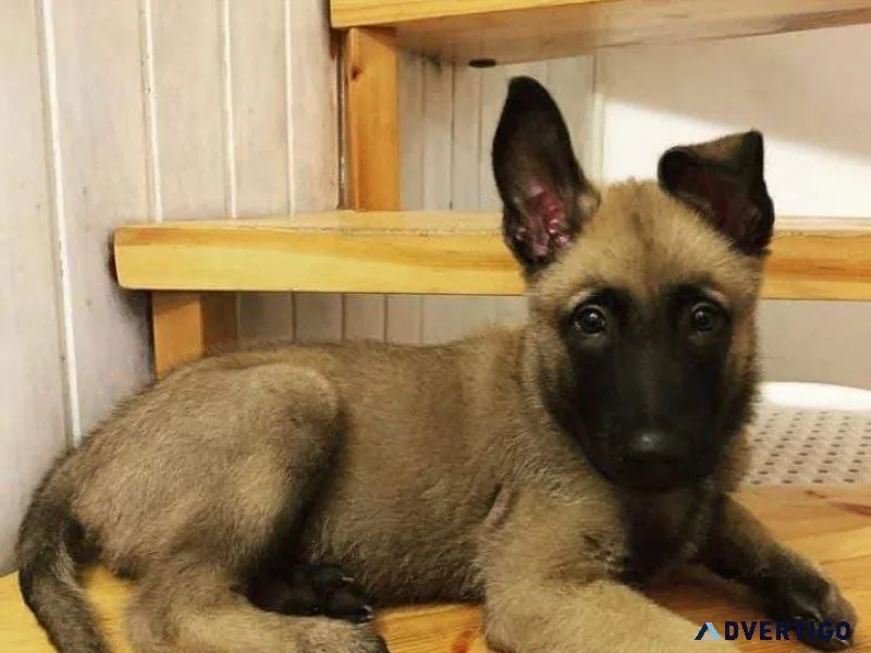 Well trained belgian malinois puppies