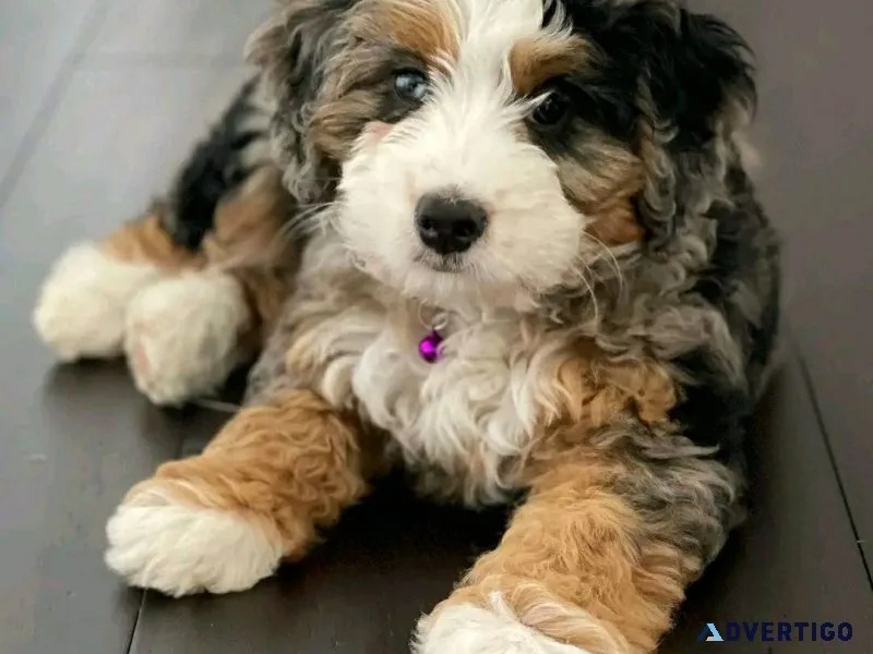 Beautiful bernedoodle puppies