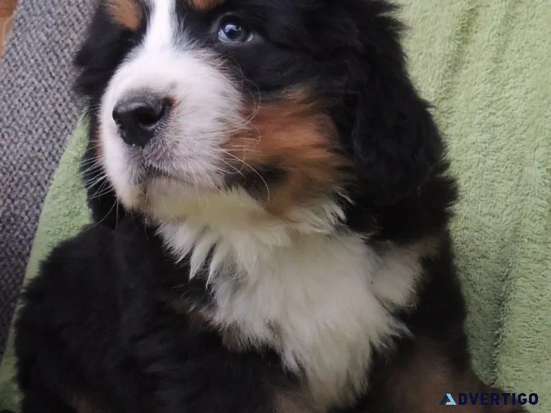 Bernese mountain dog puppies