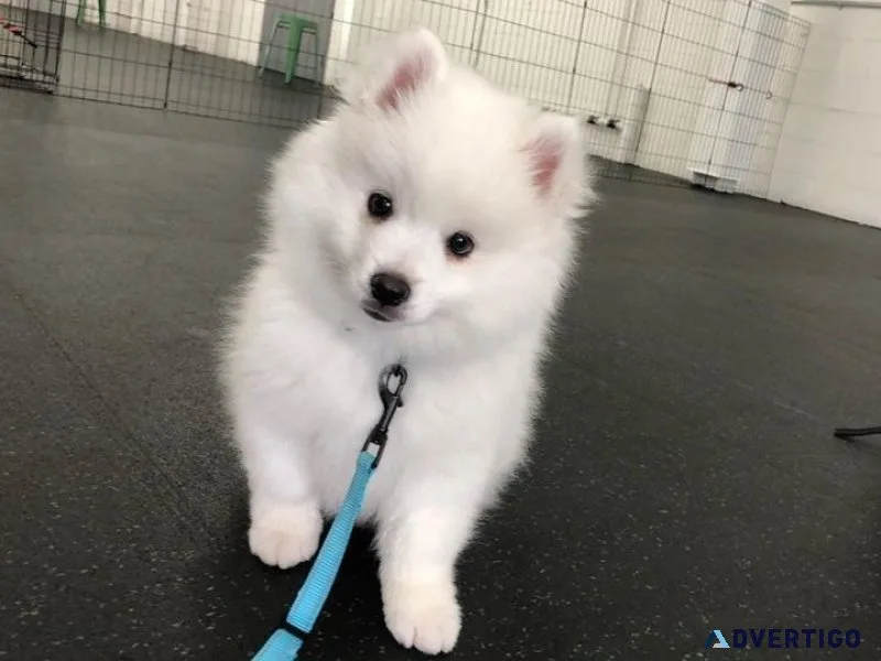 Stunning american eskimo puppies available