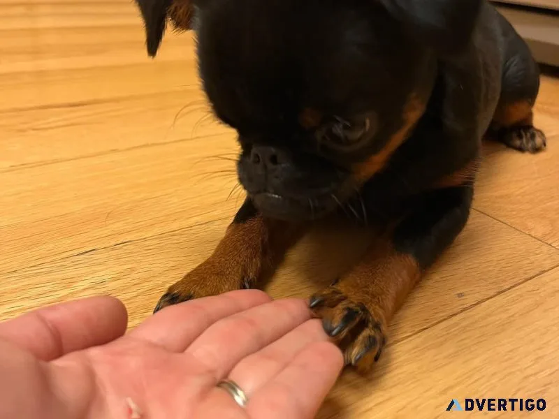 Home trained brussels griffon puppies