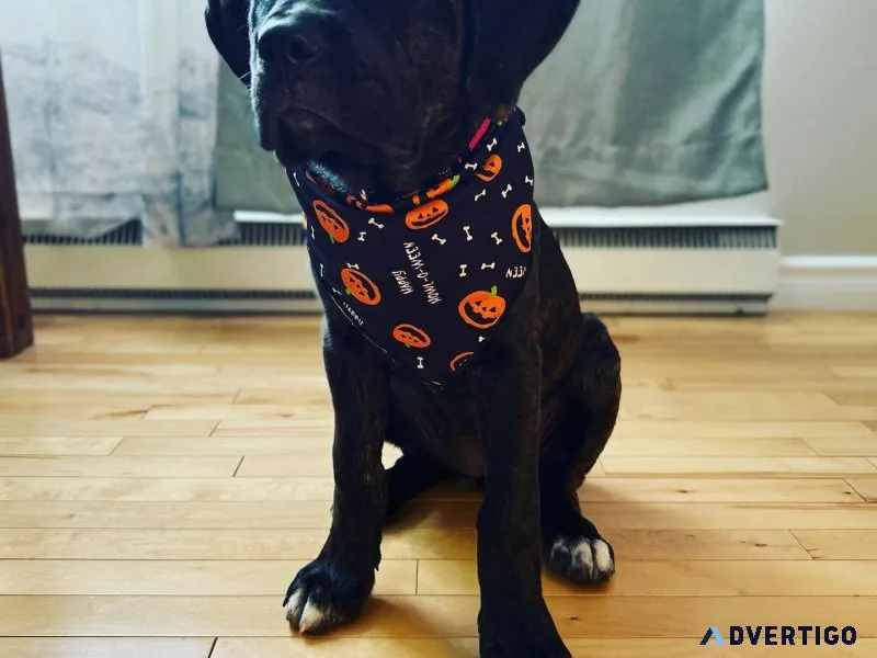 New litter of healthy cane corso puppies for adoption