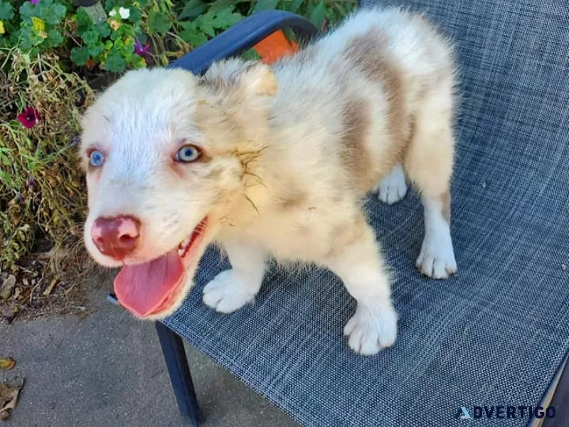 Cute border collie puppies