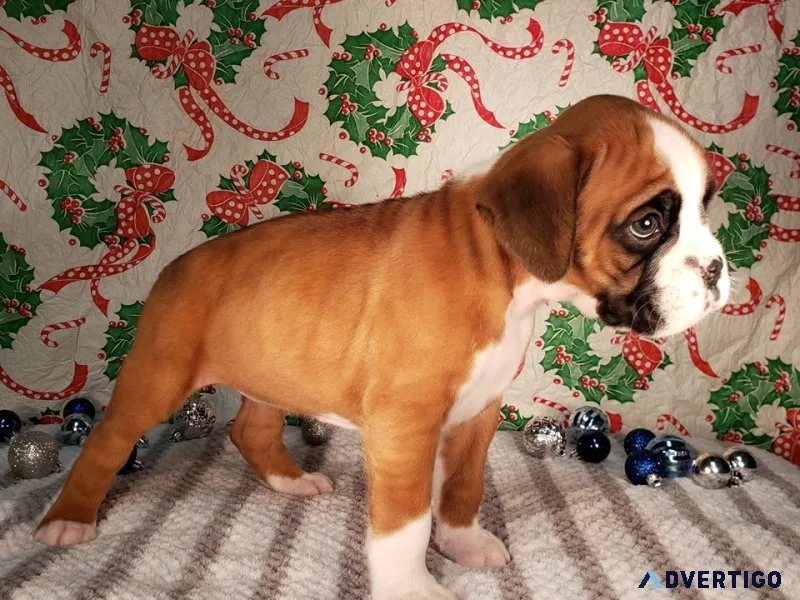 Healthy, adorable boxer puppies available