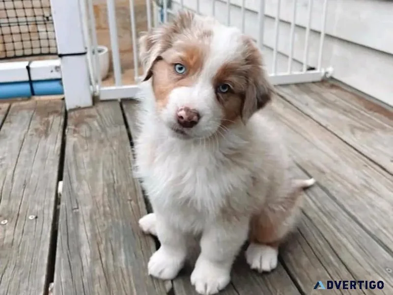 Akc australian shepherd puppies