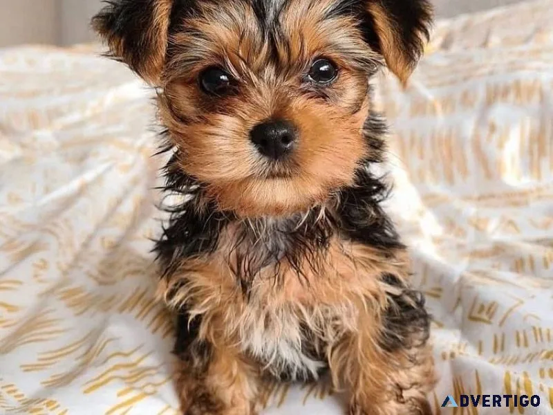 Yorkie pups