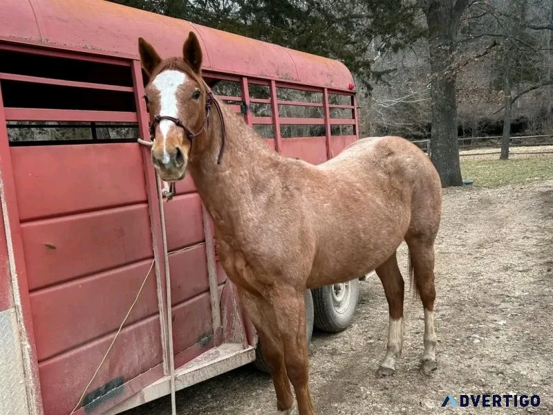 Horses