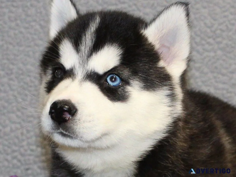 Gorgeous siberian husky puppies available