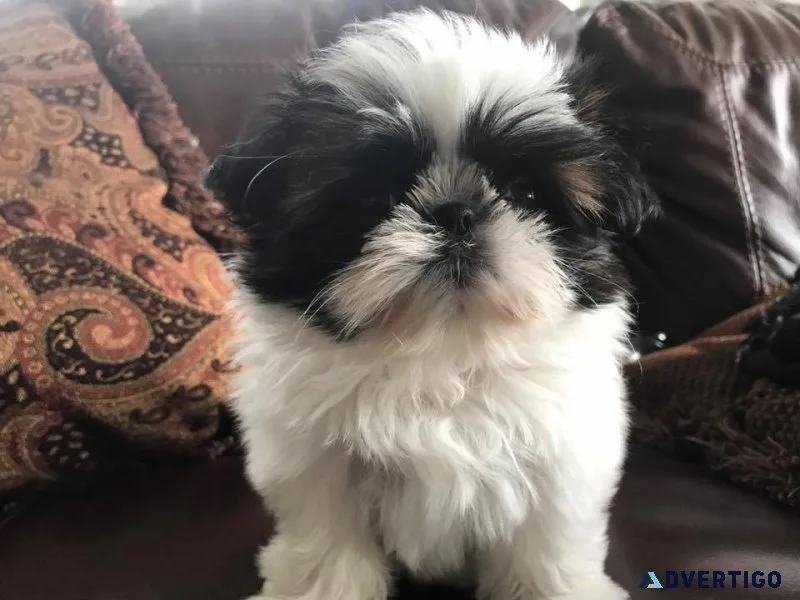 Adorable shih tzu puppies